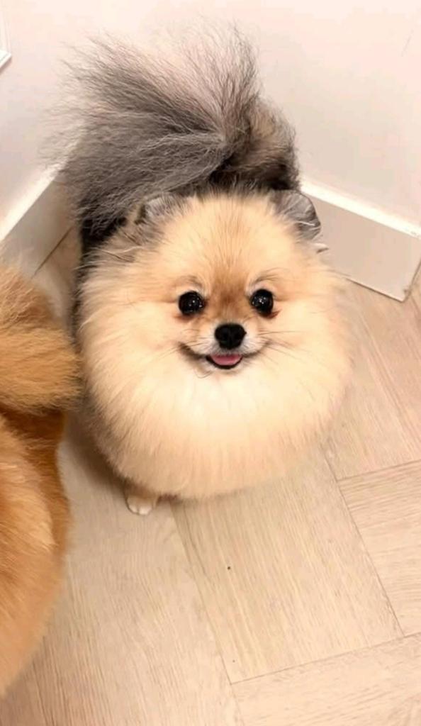 Pomeriaan teefje 3jaar gesteriliseerd., Dieren en Toebehoren, Honden | Poolhonden, Keeshonden en Oertypen, Keeshond, Teef, Eén hond