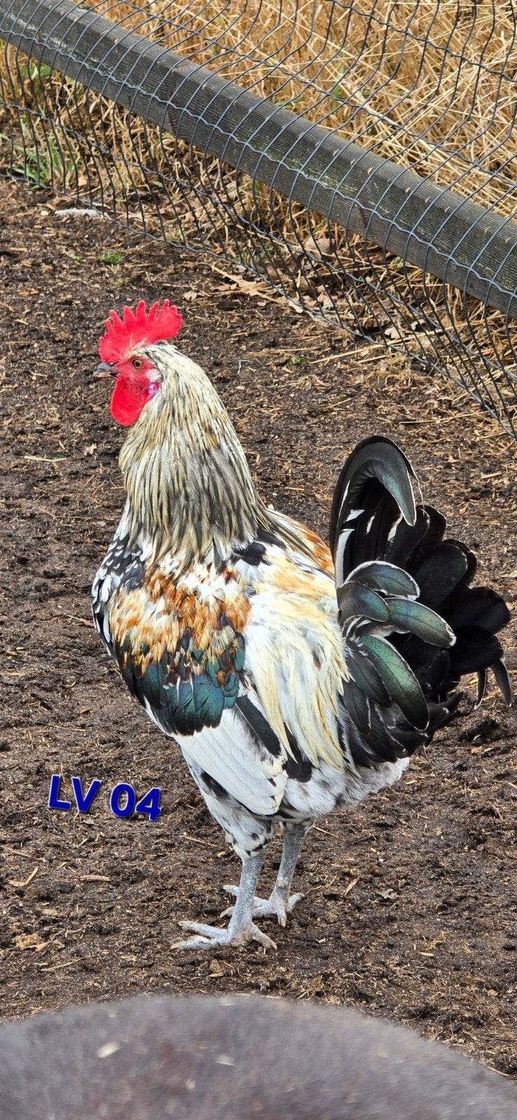 Hanen 4mnd gratis, Dieren en Toebehoren, Pluimvee, Mannelijk, Kip