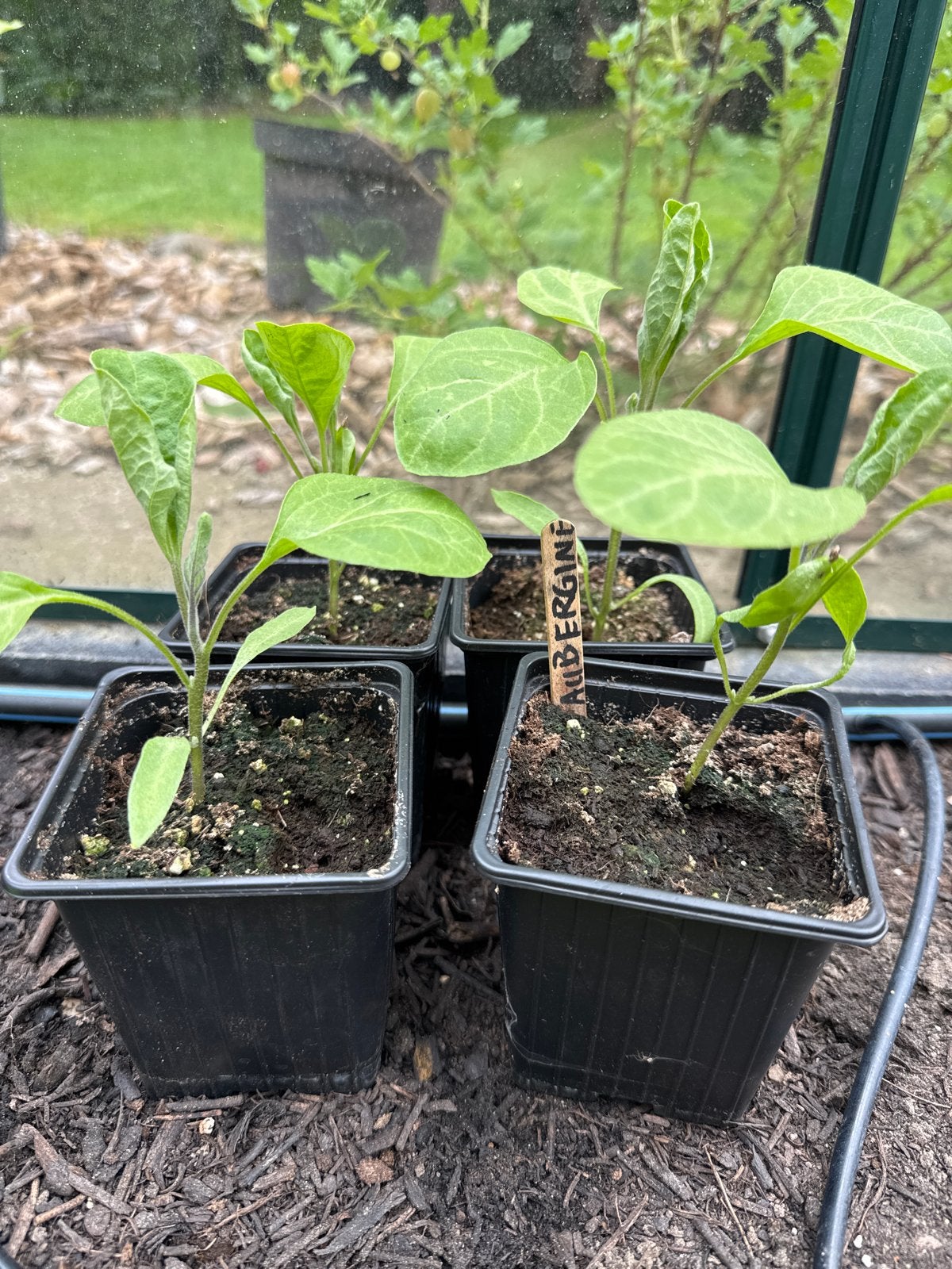 Aubergine plantjes - Kweek je eigen aubergines!, Tuin en Terras, Planten | Tuinplanten, Ophalen, Volle zon, Groenteplanten, Eenjarig