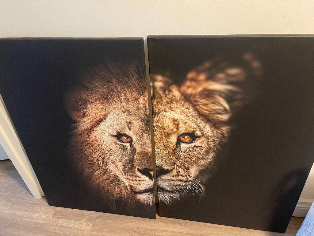 Leeuw en leeuwinnen kop, Ophalen, Zo goed als nieuw, Hangend