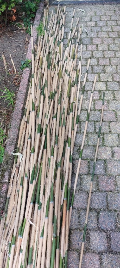 Bamboestokken Tonkinstokken, Ophalen, Nieuw, 250 cm of meer, Overige typen