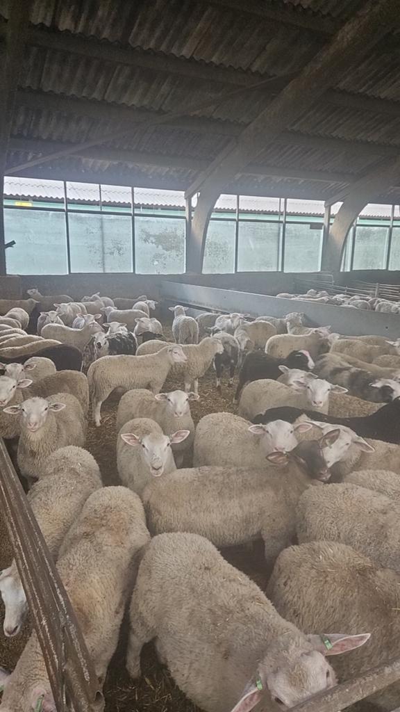 Rammen te koop, Mannelijk, Schaap