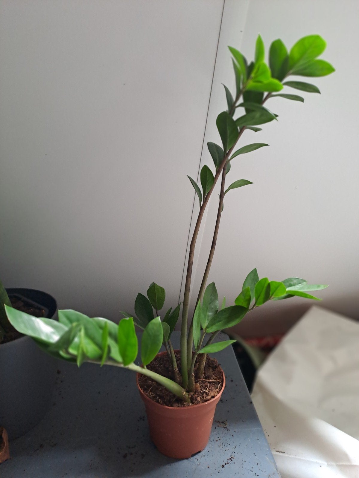 Zamioculcas zamiifolia, ook bekend als de ZZ-plant., Huis en Inrichting, Kamerplanten, Ophalen, Vetplant, Halfschaduw, Minder dan 100 cm