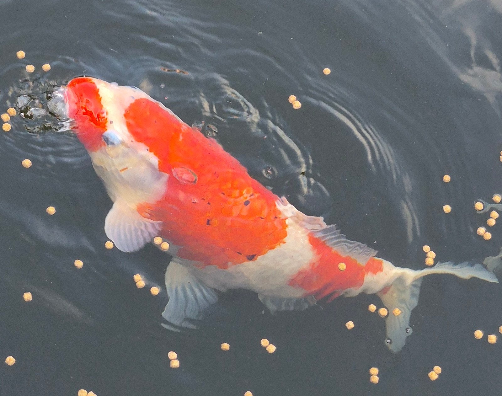 Euro koi, Dieren en Toebehoren, Vissen | Vijvervissen, Karper of Koi