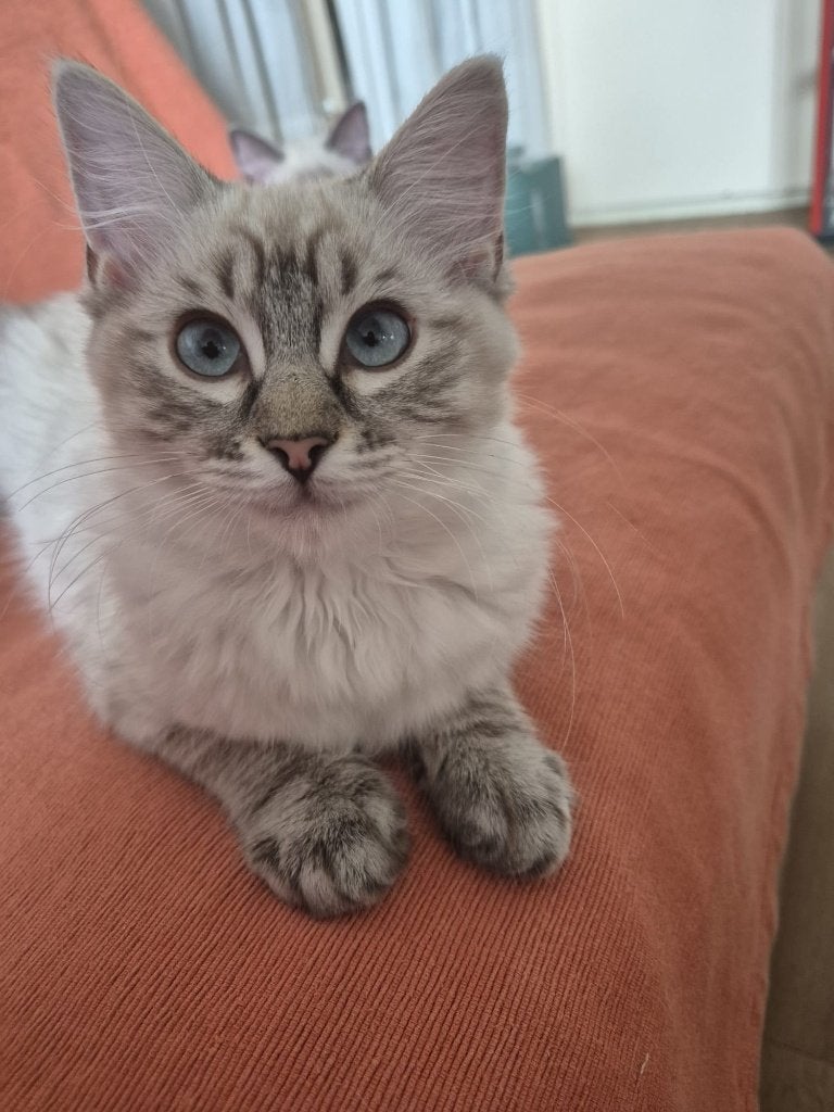Exclusieve ragdoll kittens met stamboom, Dieren en Toebehoren, Meerdere dieren, Met stamboom, 0 tot 2 jaar