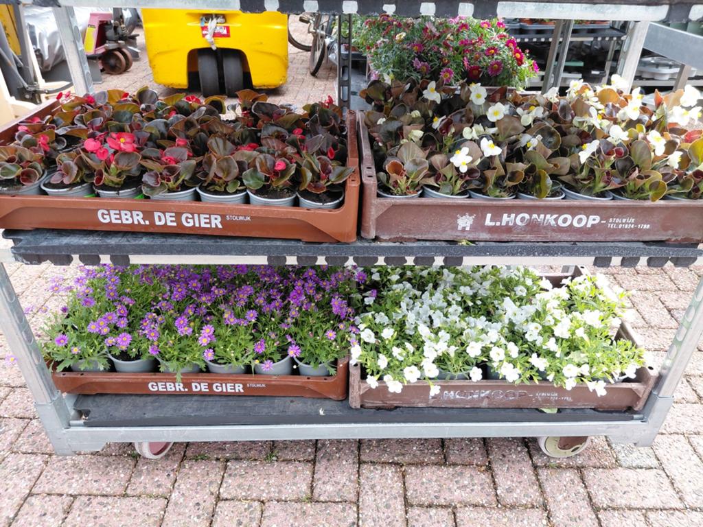 Begonia wit en roze, Ophalen, Voorjaar, Volle zon, Bloembol