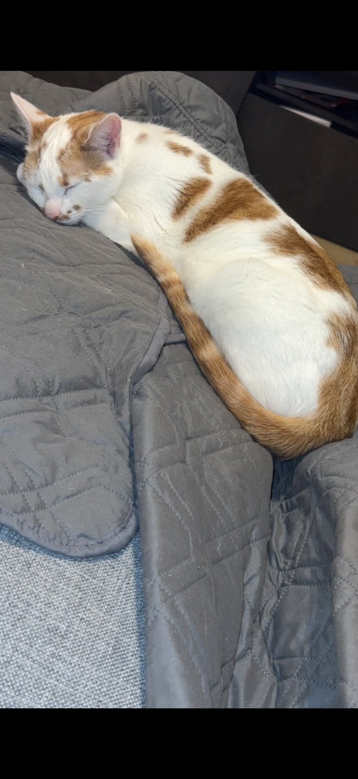 Katten