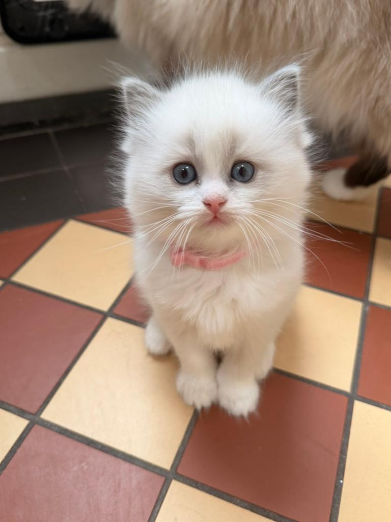 Prachtige Ragdoll kittens beschikbaar, Meerdere dieren, Ontwormd, 0 tot 2 jaar