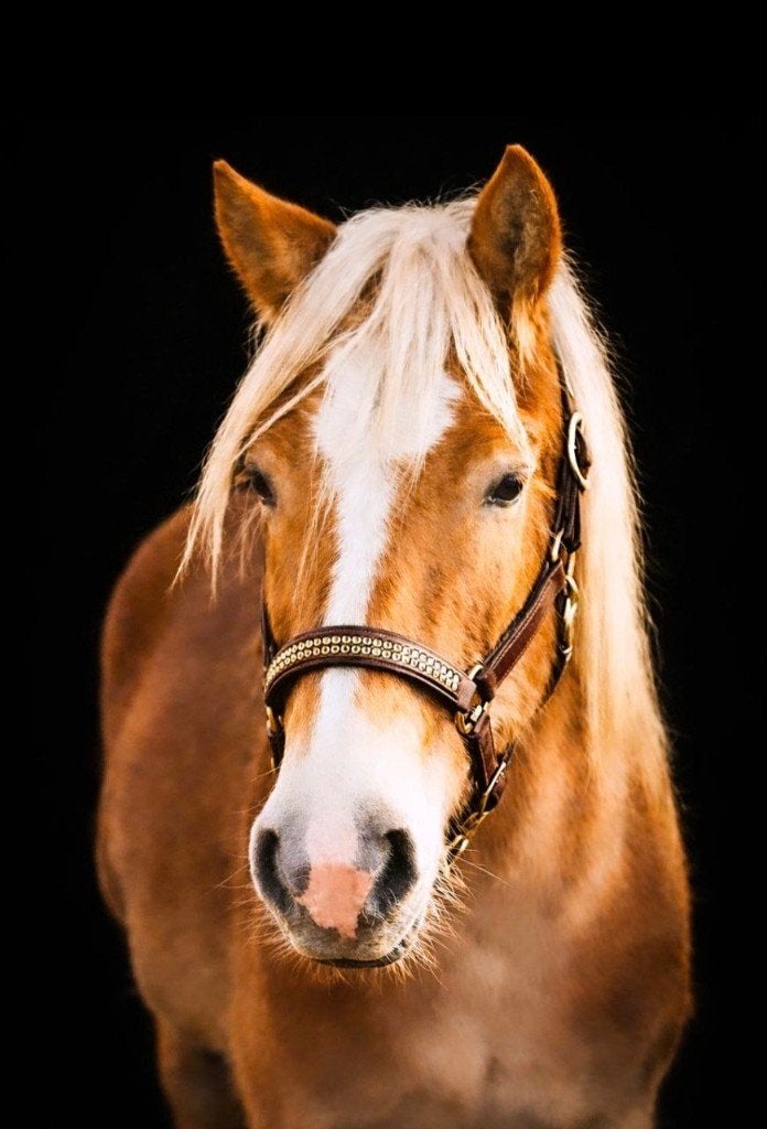 Haflinger ruin 2 jaar!, E pony (1.48m - 1.57m), Met stamboom, Ruin, Niet van toepassing