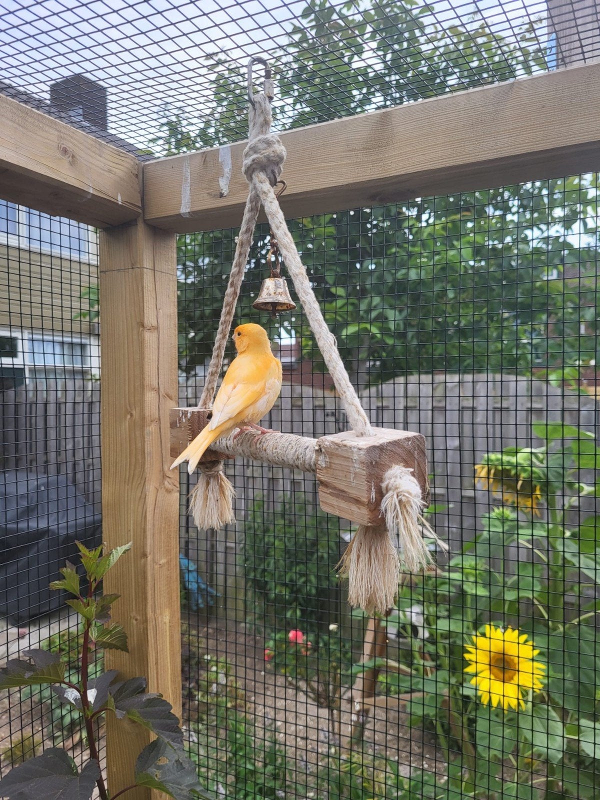 Oranje kanarie Man, Dieren en Toebehoren, Vogels | Kanaries, Mannelijk
