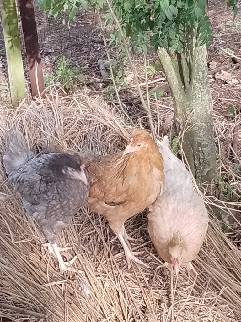 Cream legbar, Dieren en Toebehoren, Mannelijk, Kip