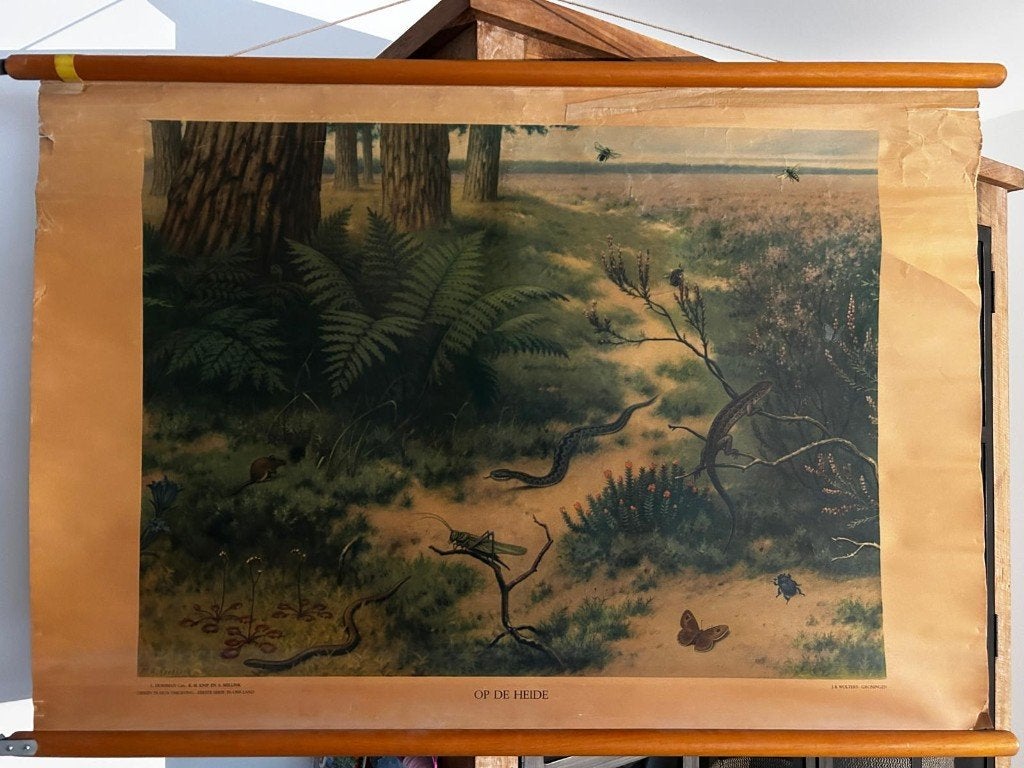 Op de heide, Ophalen of Verzenden, Natuur en Biologie