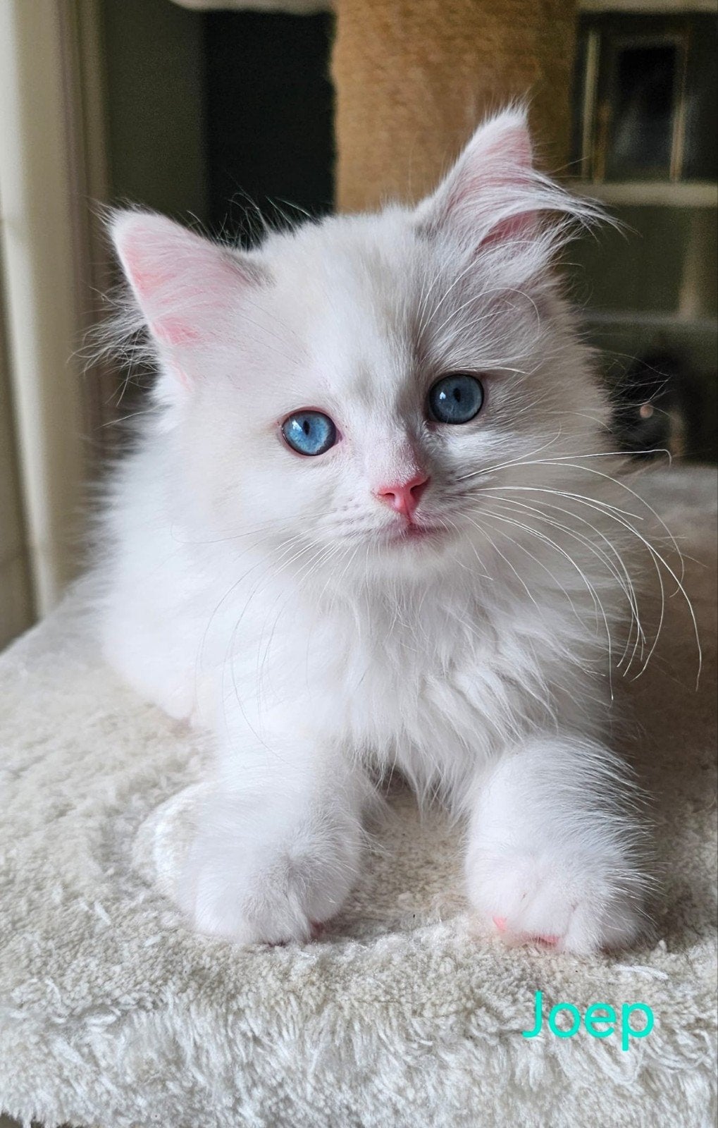 Ragdoll kittens, Dieren en Toebehoren, Meerdere dieren, Gechipt, 0 tot 2 jaar