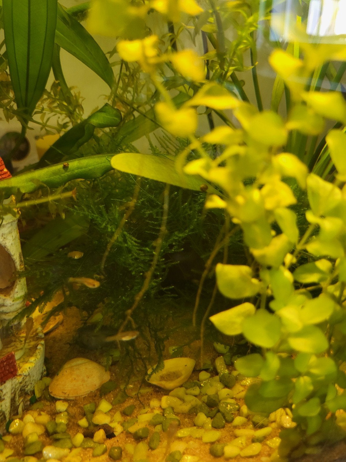 Gratis baby guppies, Dieren en Toebehoren
