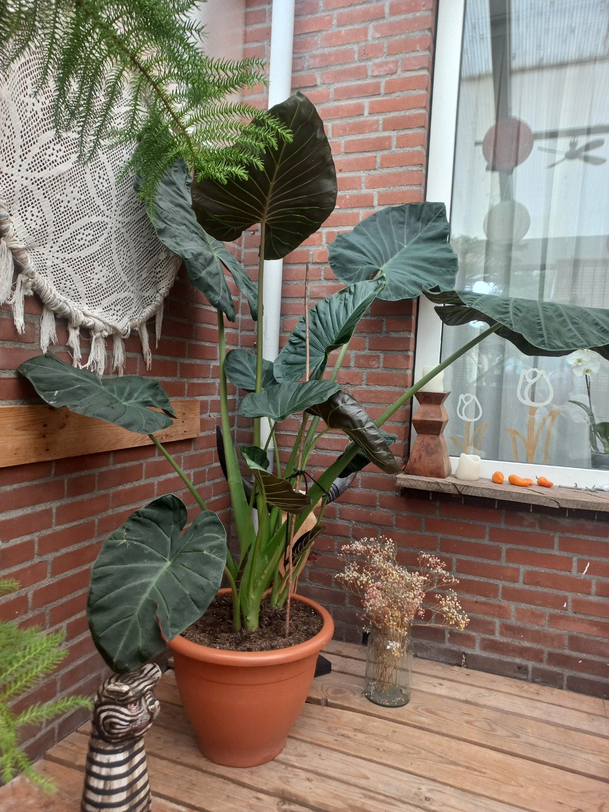Grote Alocasia (Olifantsoor) - zoekt nieuw huis, Huis en Inrichting, Ophalen, Halfschaduw