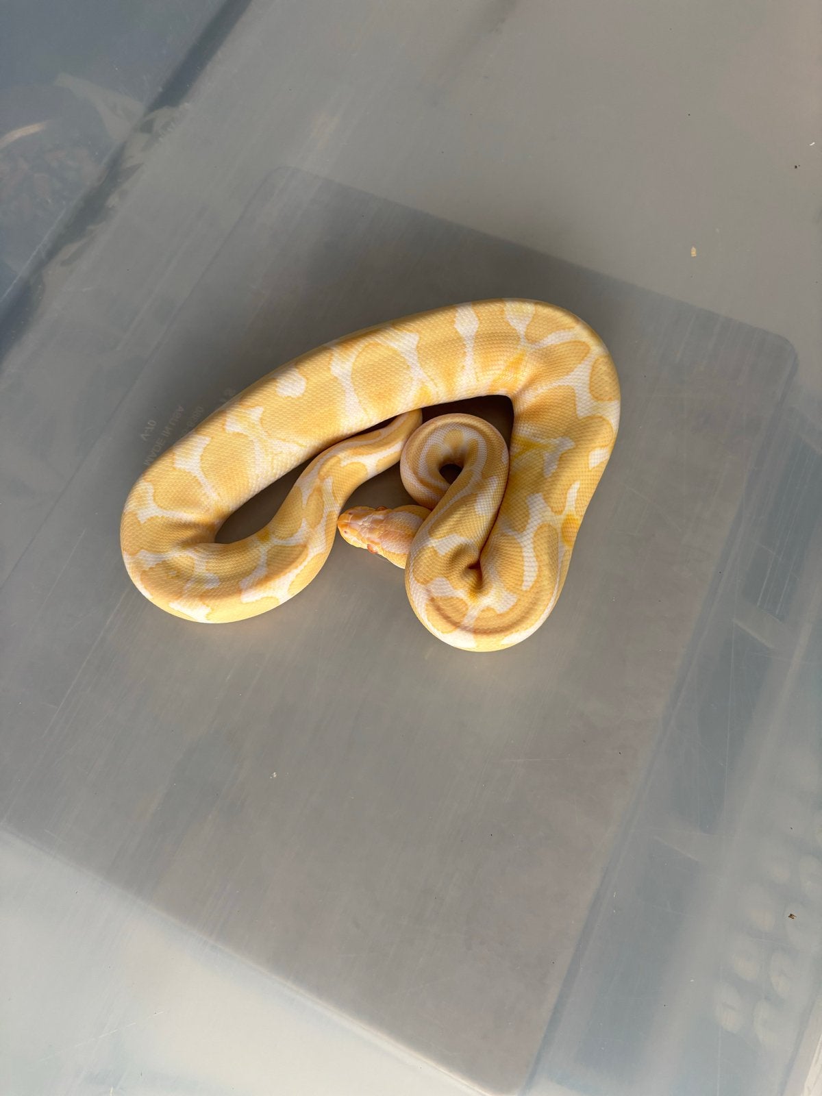 Ball pythons Ball Python - male for sale from Rick254