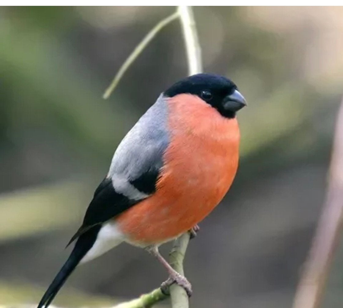 Gezocht overjarige goudvink man, Dieren en Toebehoren, Mannelijk, Wildzangvogel