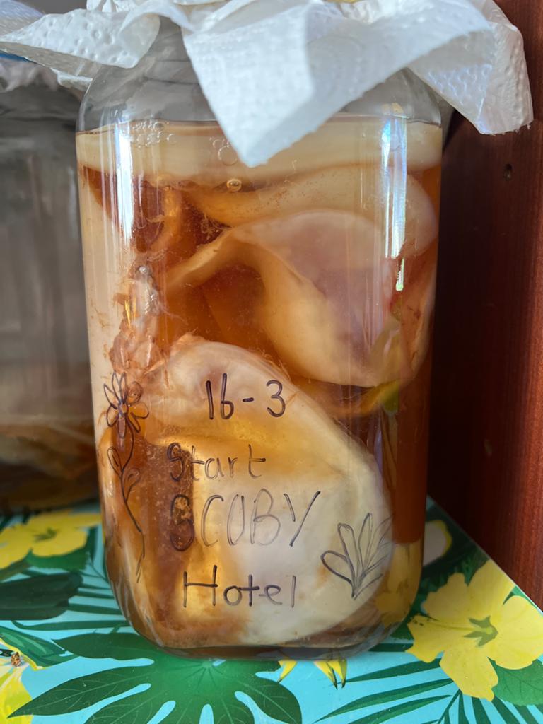 Scoby - kombucha, Ophalen