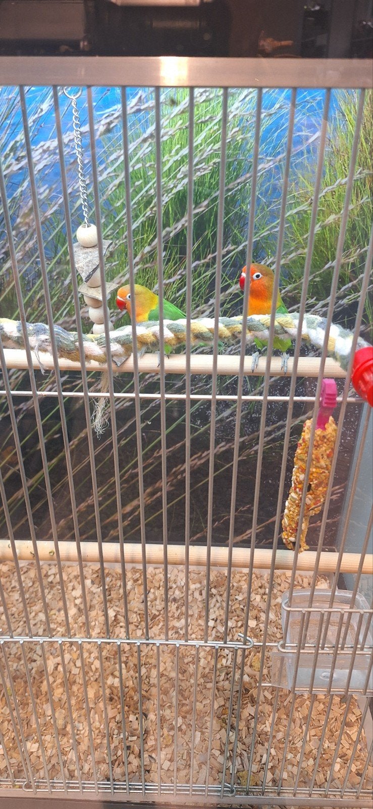 Agapornide fisheri, Meerdere dieren, Dwergpapegaai of Agapornis, Geringd