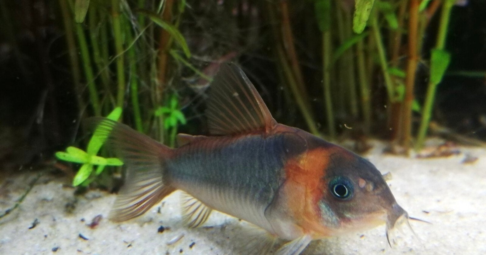 Corydoras, Dieren en Toebehoren, Vissen | Aquariumvissen, Vis
