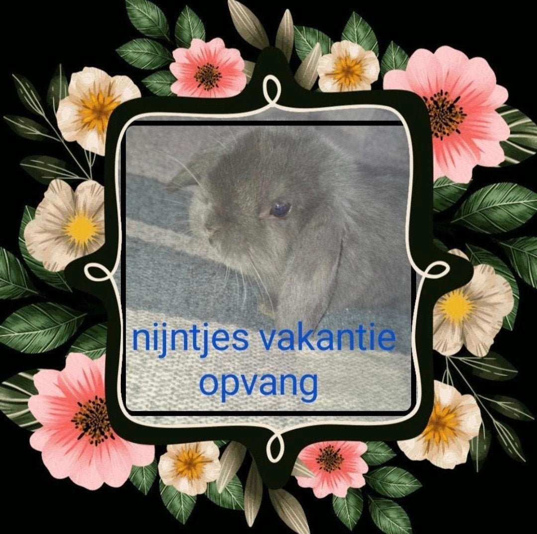 konijnenopvang. en hobbyfokkerij raszuivere nhd, Meerdere dieren, Dwerg