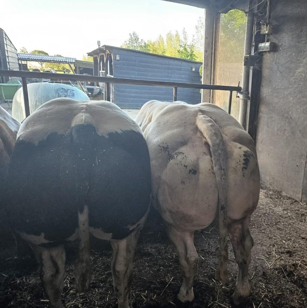 Te koop 2 dikbil stieren, Dieren en Toebehoren, Runderen, Mannelijk, 0 tot 2 jaar