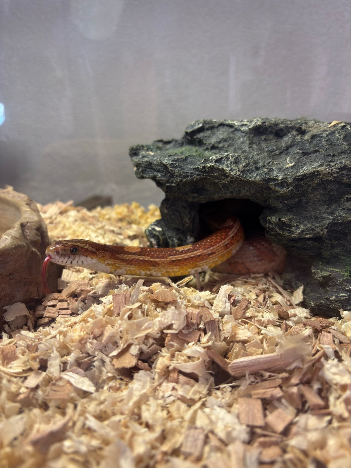 Rattenslang 1.20 groot Rat Snake photo 2