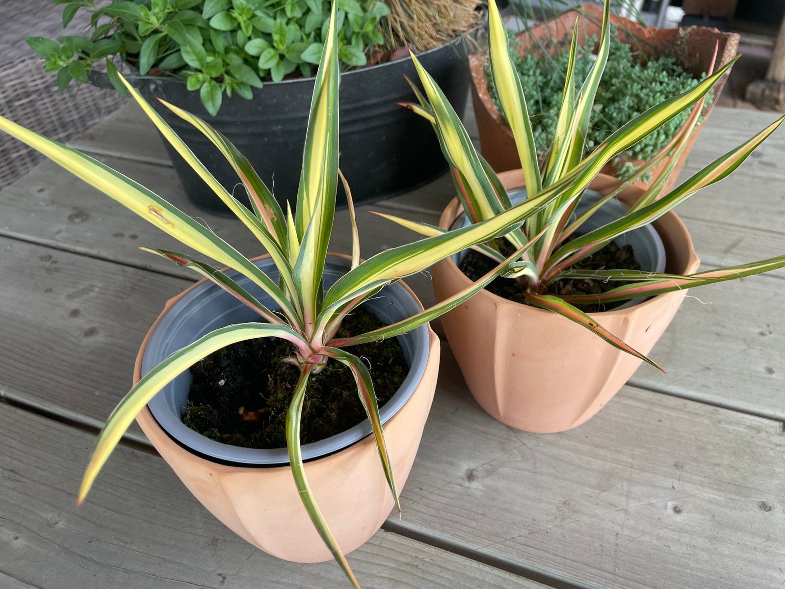 Yucca filamentosa ‘Color Guard’ (palmlelie), Tuin en Terras, Planten | Tuinplanten, Ophalen of Verzenden, Vaste plant, Overige soorten