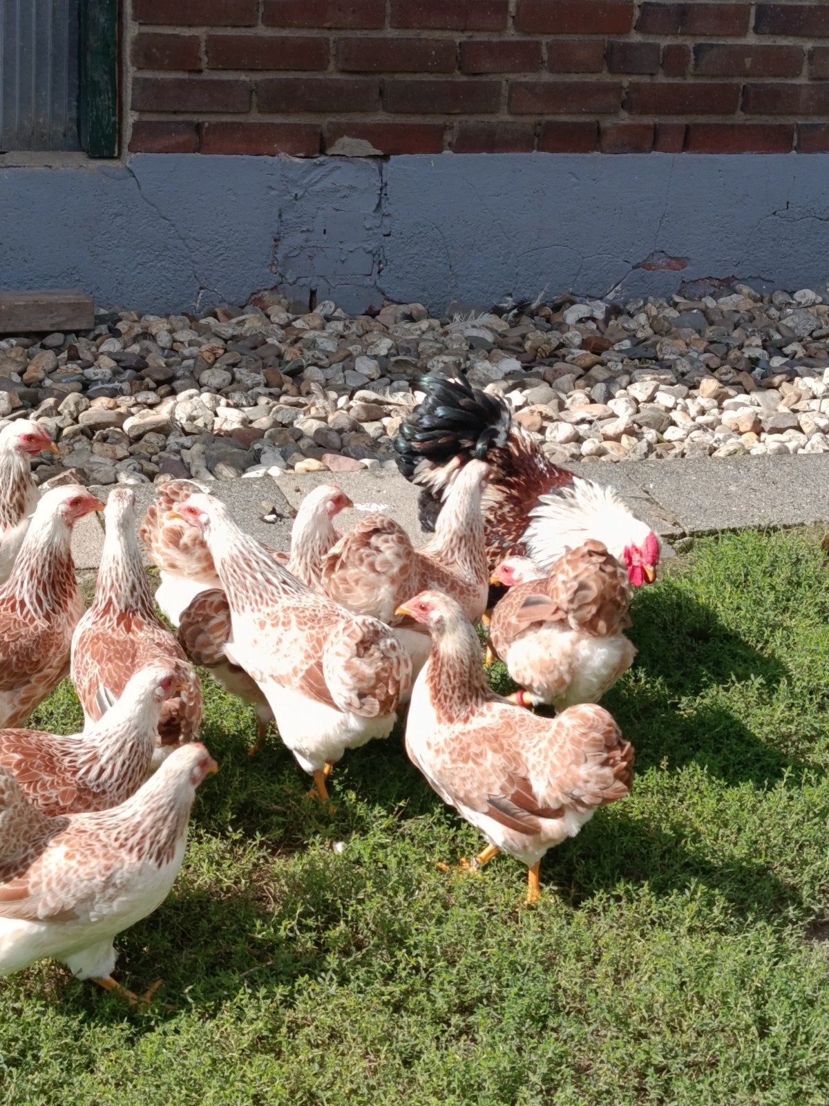 Prachtige Wyandotte krielkippen te koop, Dieren en Toebehoren, Meerdere dieren, Kip