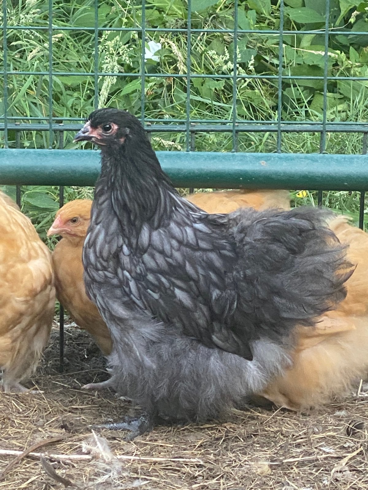 Orpington, Dieren en Toebehoren, Pluimvee, Vrouwelijk, Kip