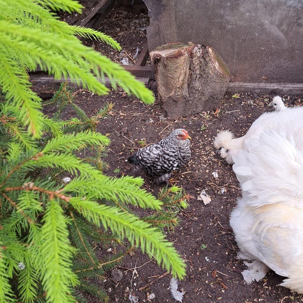 Kriel haantje, Dieren en Toebehoren, Mannelijk, Kip