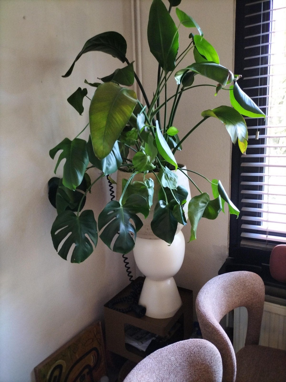 plant, Huis en Inrichting, Ophalen of Verzenden