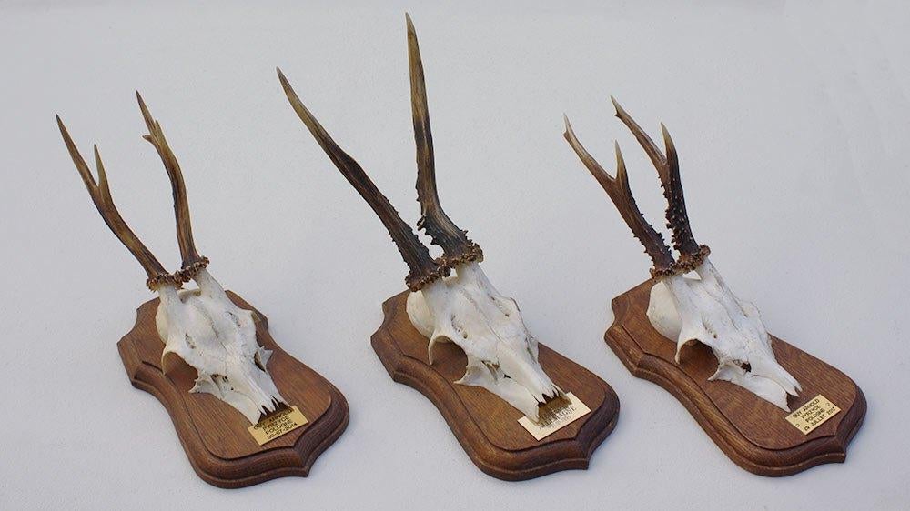3 x decoratief REE GEWEI op solide eikenhouten schild (M), Ophalen of Verzenden, Gebruikt, Hert, Gewei of Kop
