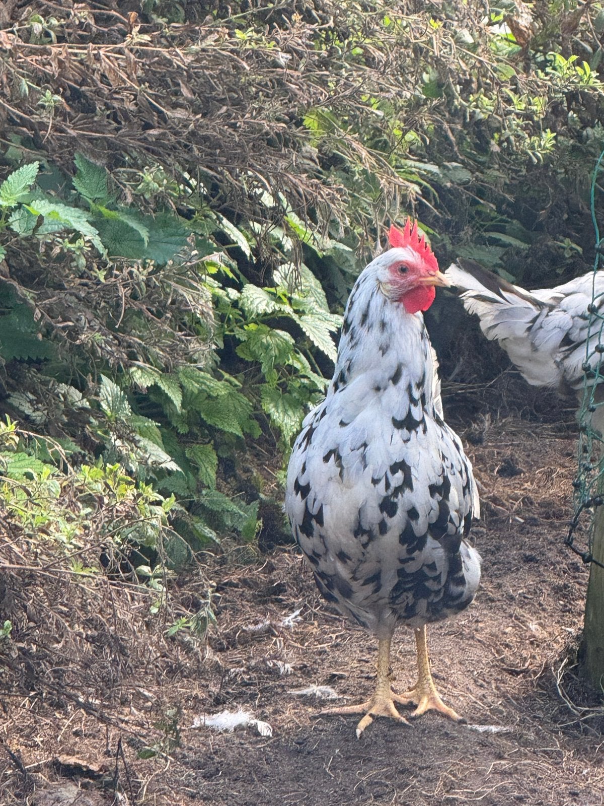 Kippen - 9 Leghorn hennen, Dieren en Toebehoren, Vrouwelijk, Kip