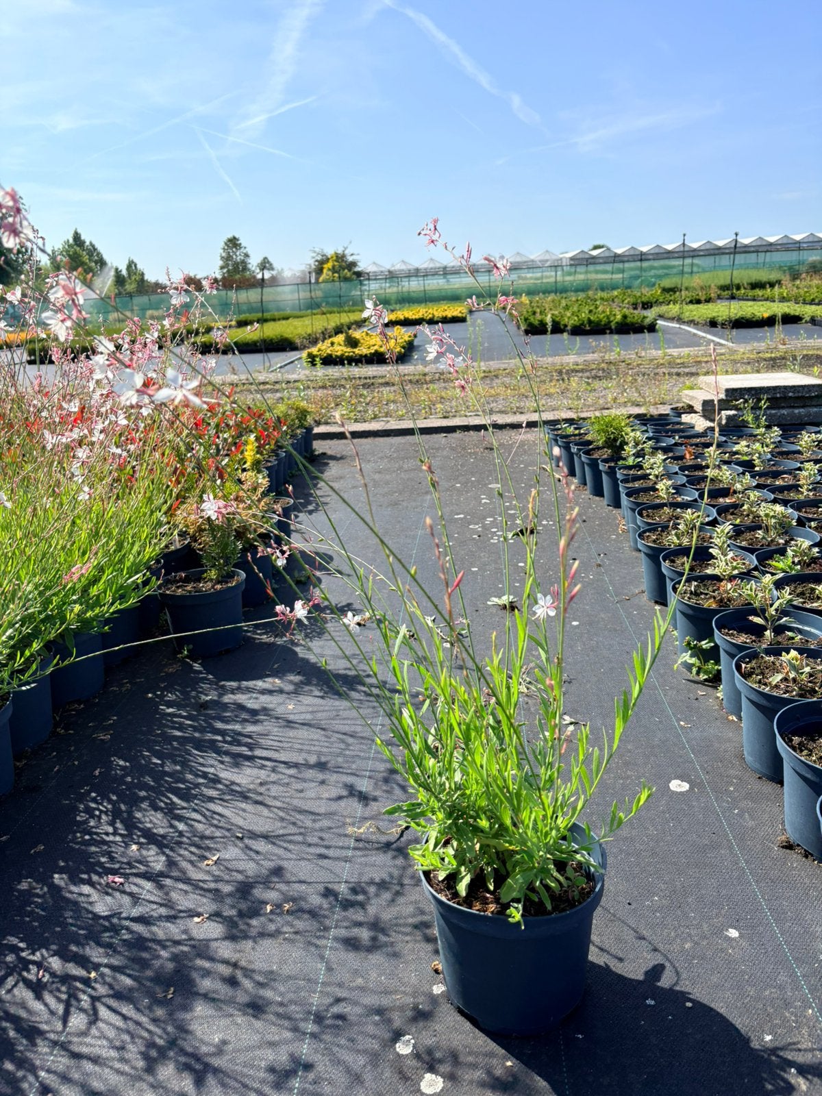 Gaura lindheimeri, Tuin en Terras, Ophalen of Verzenden, Eenjarig, Groenteplanten, Volle zon