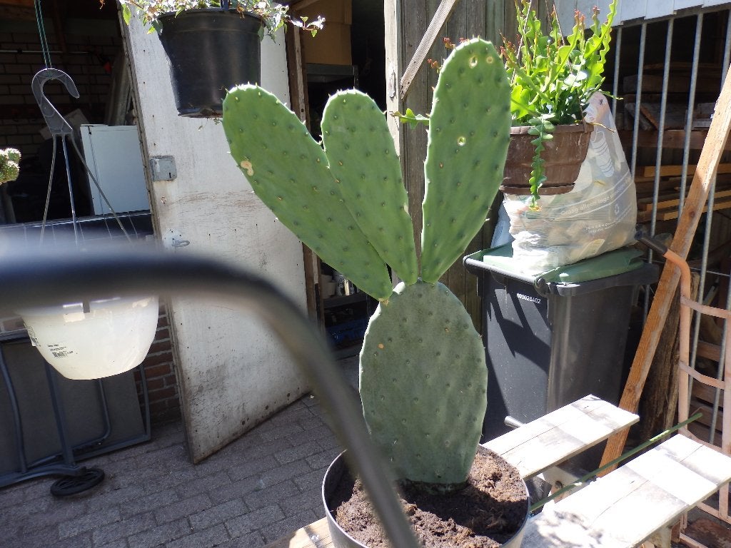 Te koop mooie grote Opuntia {cactus}, Ophalen, Minder dan 100 cm, Volle zon, In pot
