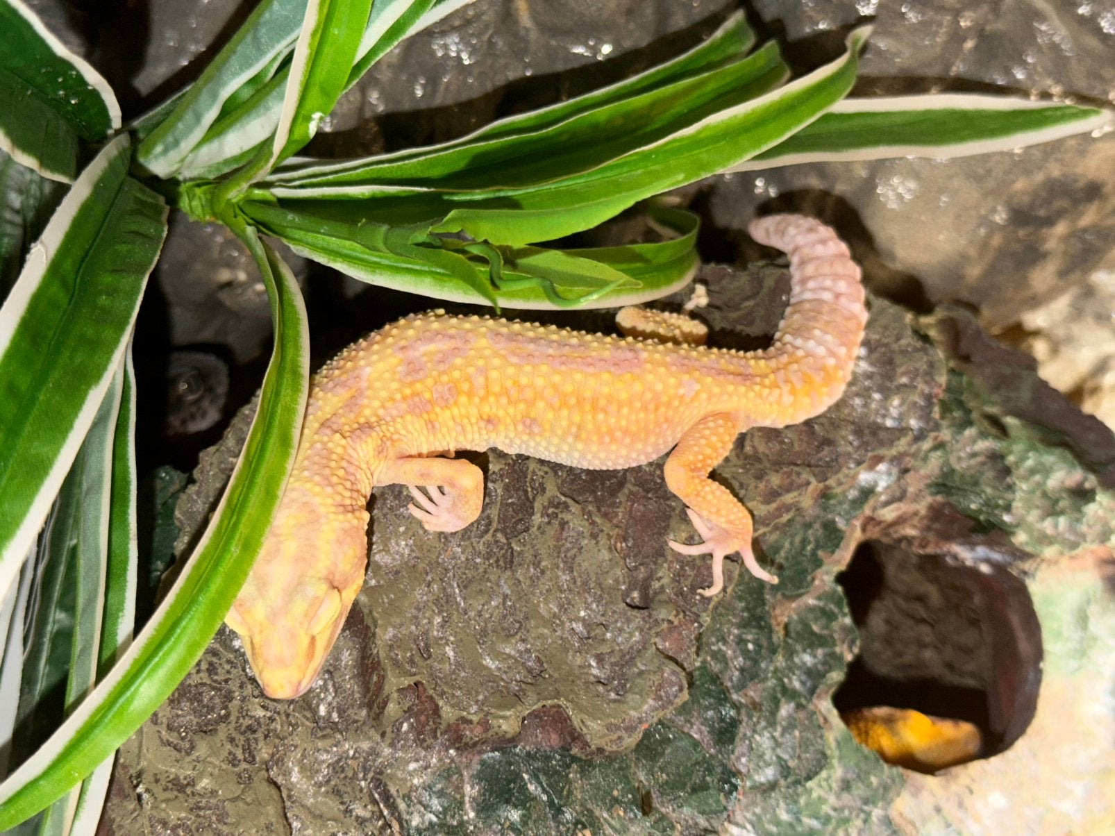 Albino luipaardgekko vrouw Leopard Gecko - female for sale from Angel