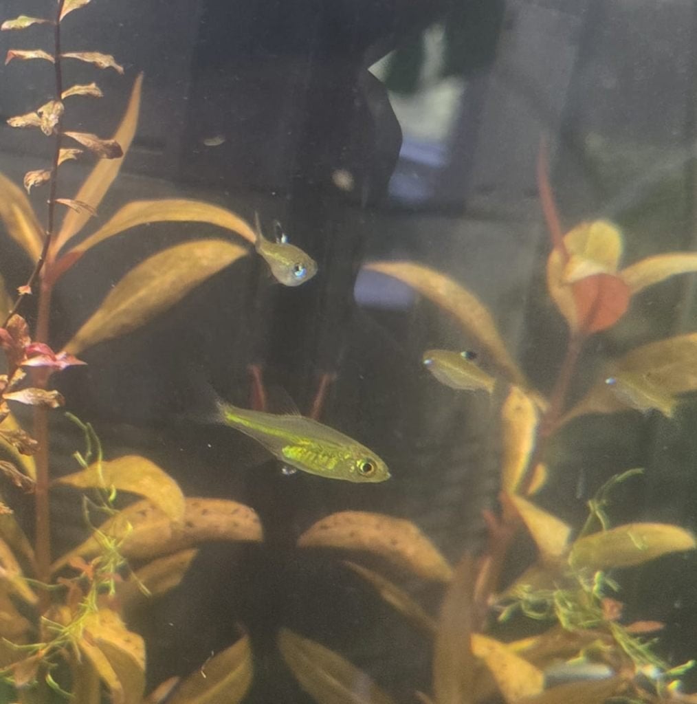 2 emerald eye en 1 green neon rasbora, Dieren en Toebehoren, Vis, Zoetwatervis, Schoolvis