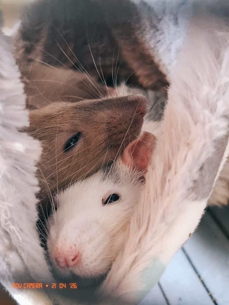 Twee lieve tamme ratjes (v) + benodigdheden, Dieren en Toebehoren, Knaagdieren, Rat, Vrouwelijk, November, Tam