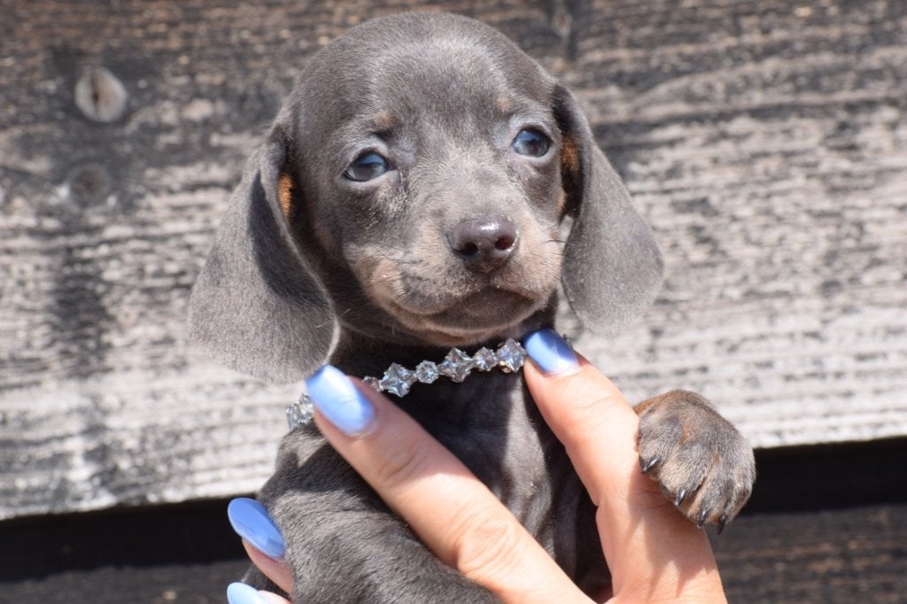 Teckel pups diverste kleuren, Dieren en Toebehoren, Honden | Teckels en Dashonden, België, 8 tot 15 weken, Korthaar, Dwerg