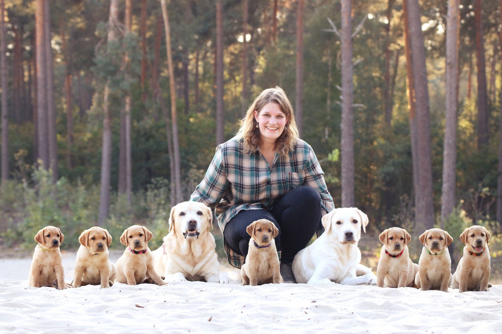 Labrador foxred teefje pup, Parvo, 8 tot 15 weken, Teef, Labrador retriever