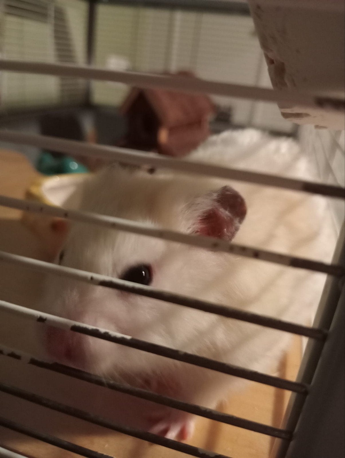 Goudhamster met kooi, Dieren en Toebehoren, Hamster, Juni, Vrouwelijk, Tam