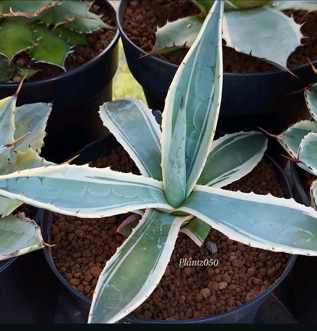 Agave Americana Marshmallow nieuw en uniek!, Tuin en Terras, Overige soorten, Vaste plant, Ophalen of Verzenden, Bloeit niet