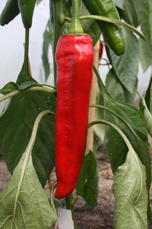 Rode Puntpaprika zaad, Verzenden, Voorjaar, Volle zon, Zaad