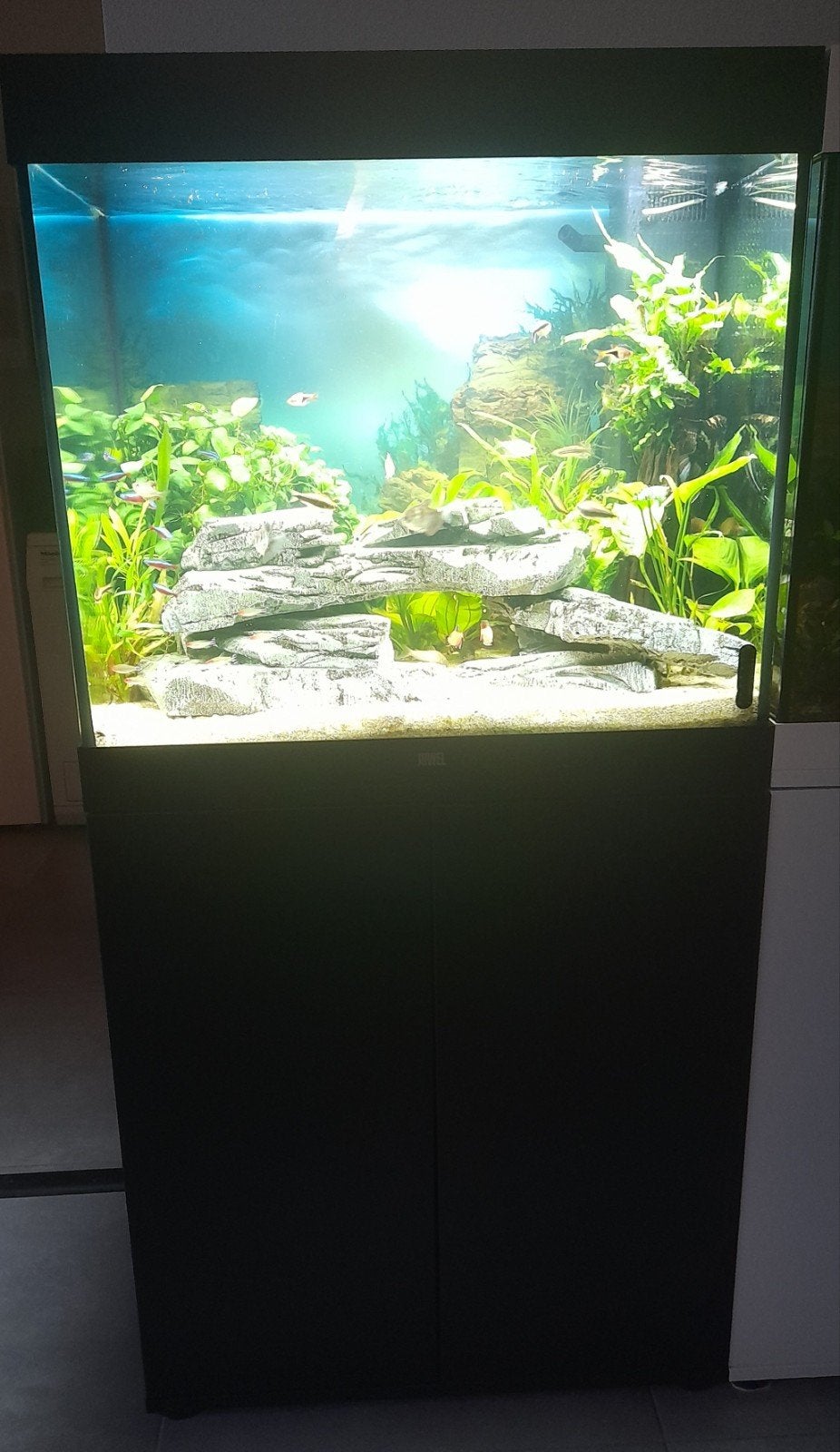 Juwel Lido 200 Aquarium zwart zie tekst, Dieren en Toebehoren, Ophalen, Zo goed als nieuw, Gevuld zoetwateraquarium