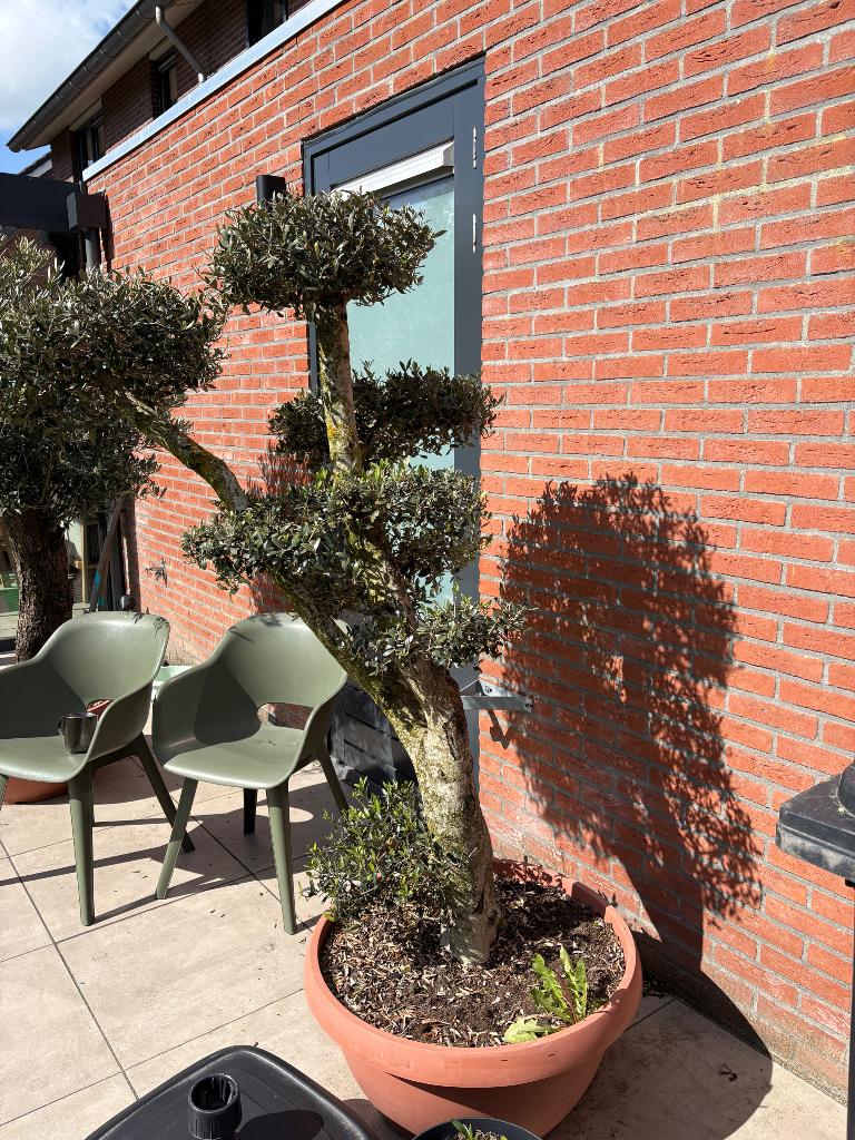 Olijfboom, Lente, 100 tot 250 cm, Olijfboom, Ophalen