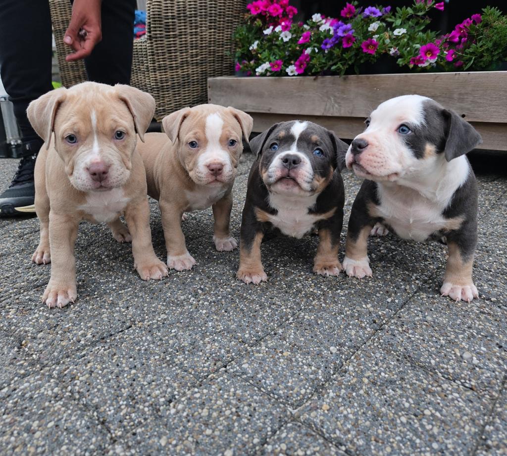 PocketBullys ABKC reg., Parvo, Overige rassen, 8 tot 15 weken, Meerdere