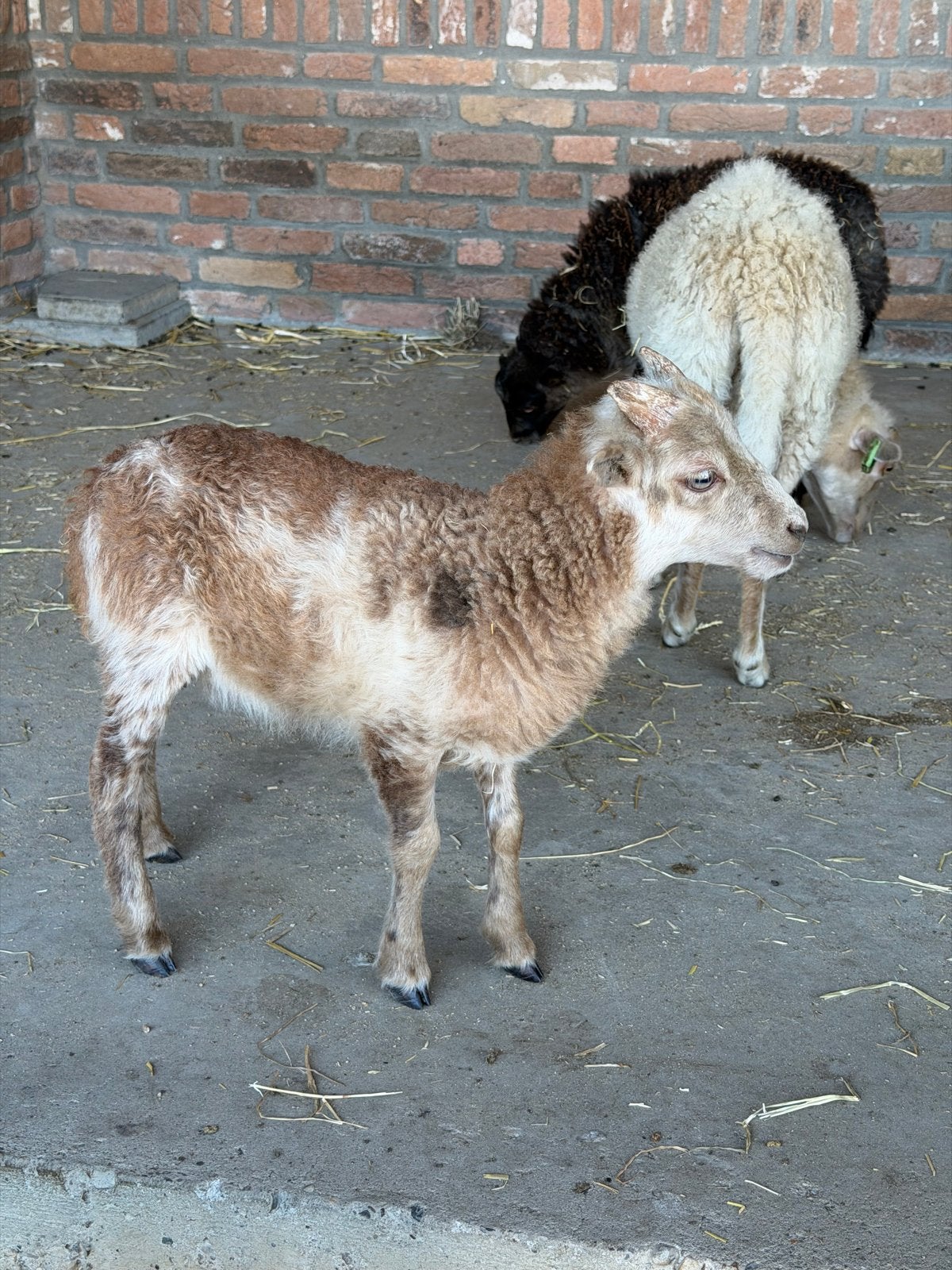 Ouessant rammetje, Dieren en Toebehoren, Mannelijk, Schaap, 0 tot 2 jaar