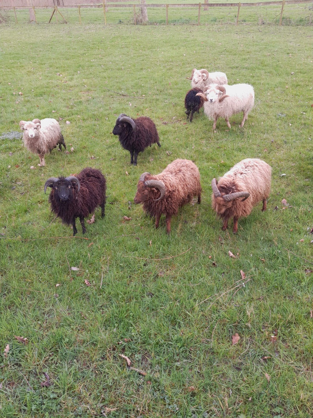 Schapen gevraagd, Geslacht onbekend, Schaap, 0 tot 2 jaar