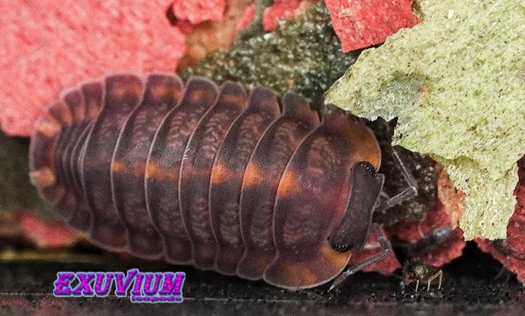 Cubaris sp. Dark Phipun isopods / pissebedden, Dieren en Toebehoren, Overige soorten